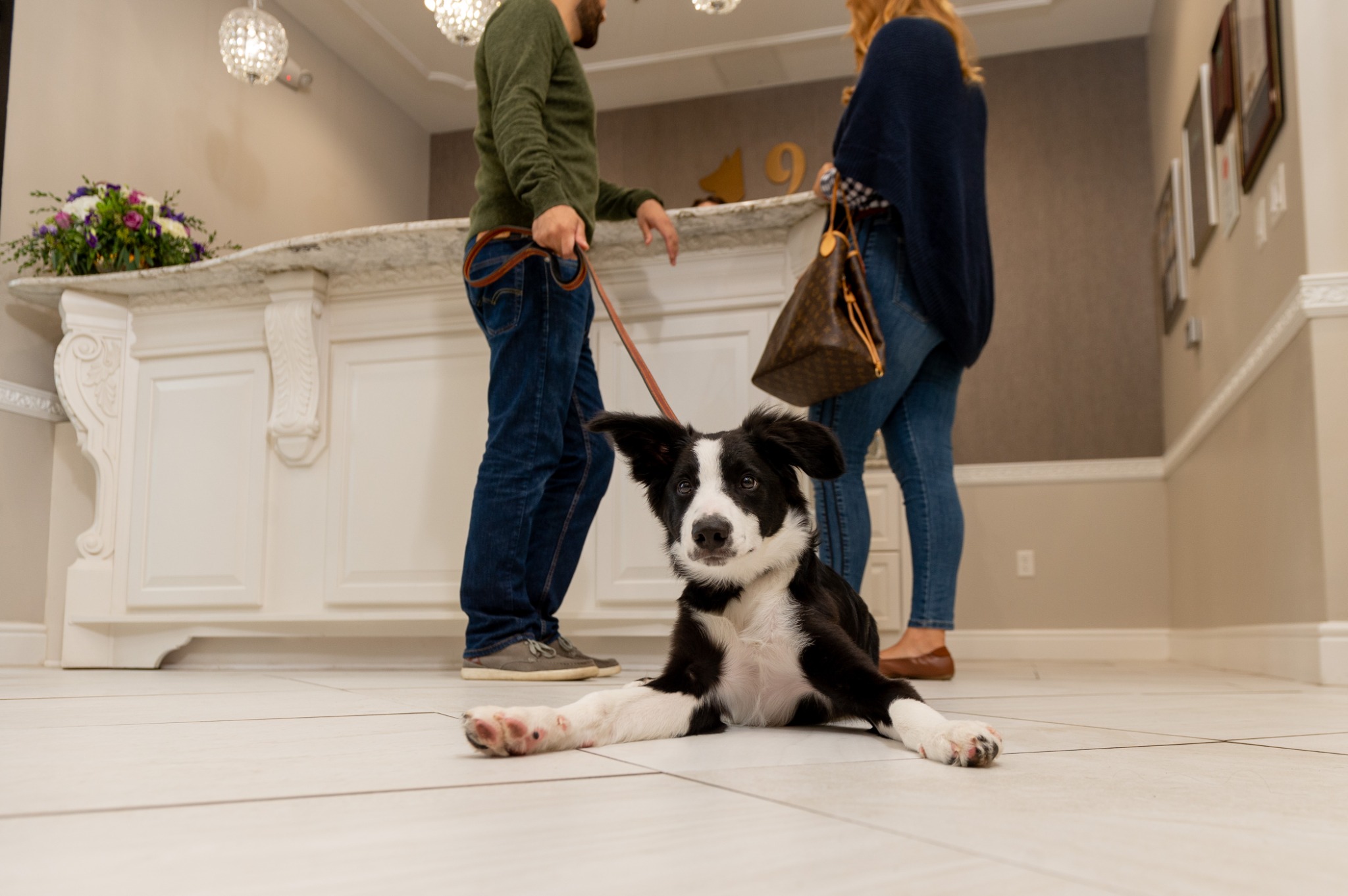 K9 Resorts Luxury Pet Hotel Pet Boarding ad creative