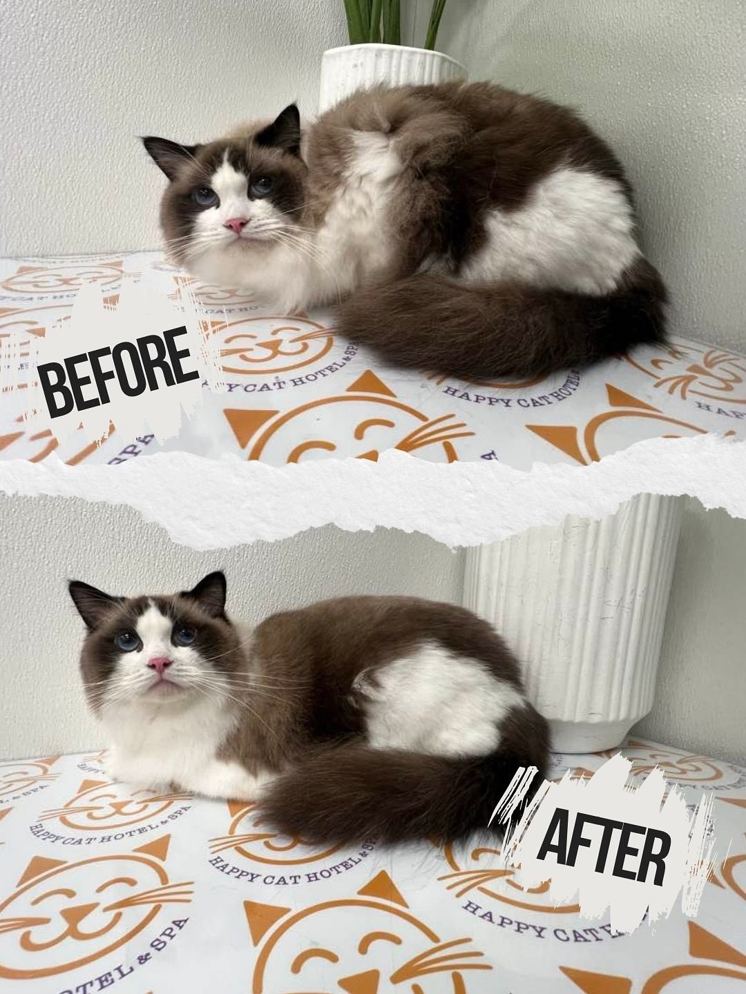 Happy Cat Hotel Pet Grooming ad creative