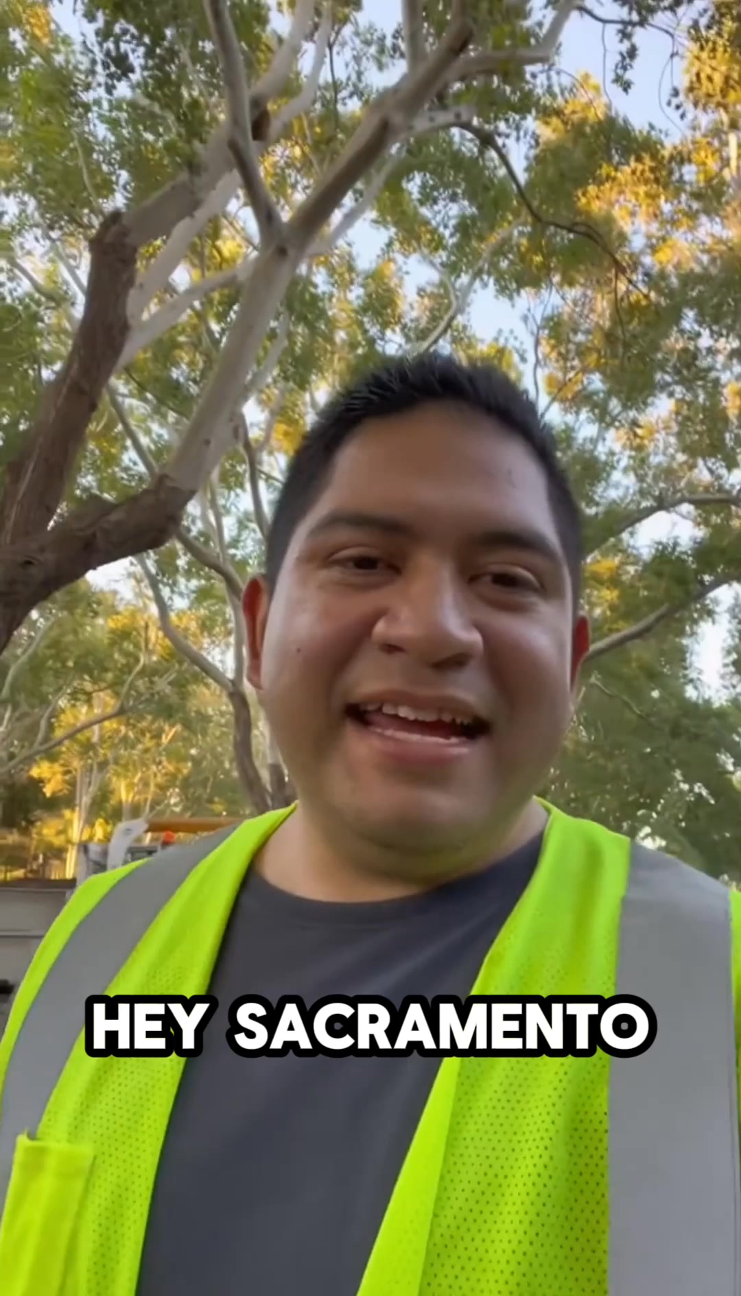 How Much Should Tree Removal Cost In SA?