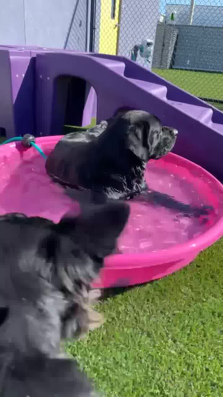 Daycare✔️ Boarding✔️Grooming✔️