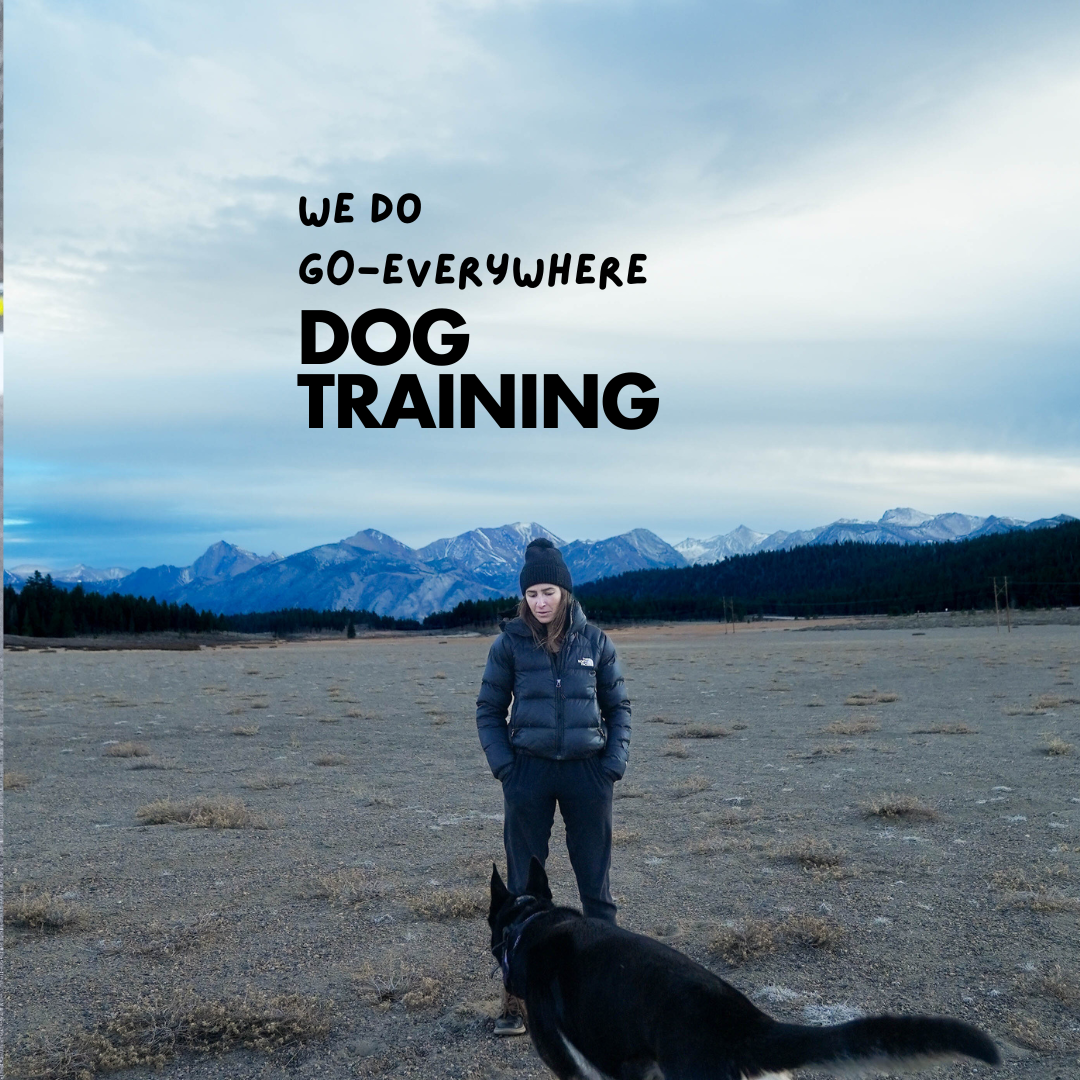 A Better-Behaved Dog Starts Here