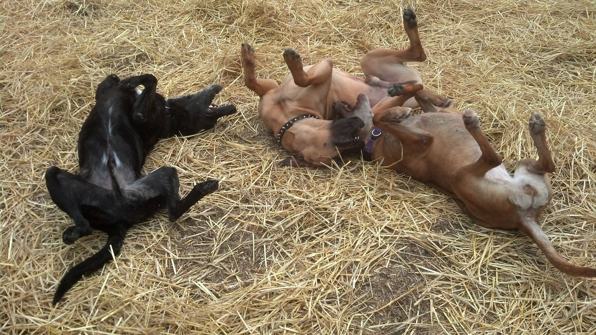 DayTraining & DayCare