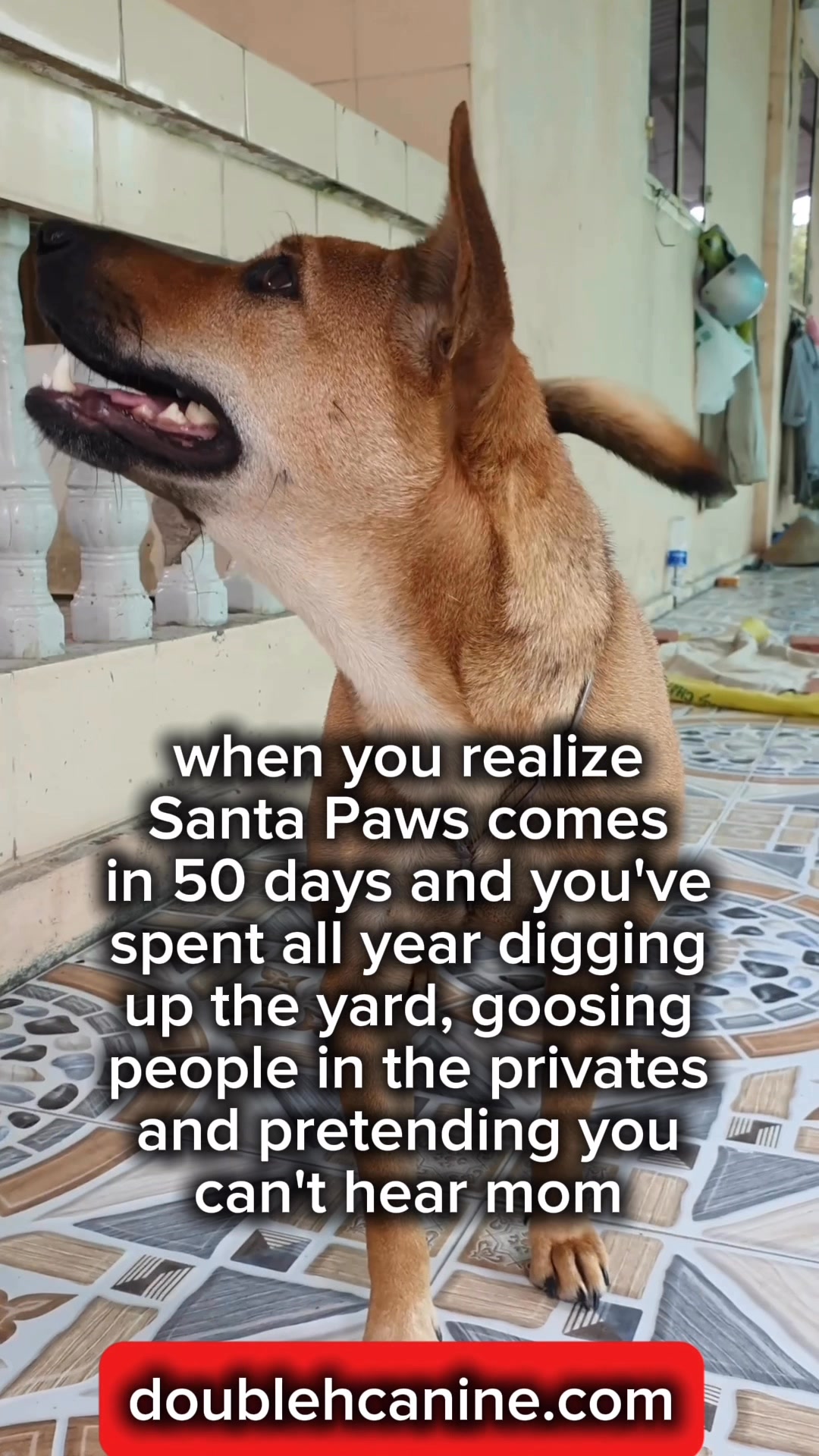 Santa Paws comes in 50 days!