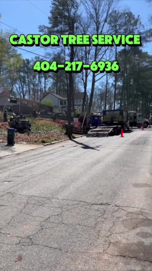 Special rate on large tree removal