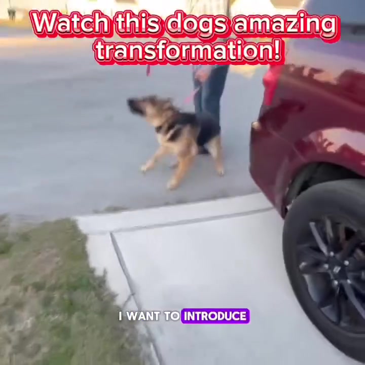 Love Your Dog—Without the Stress