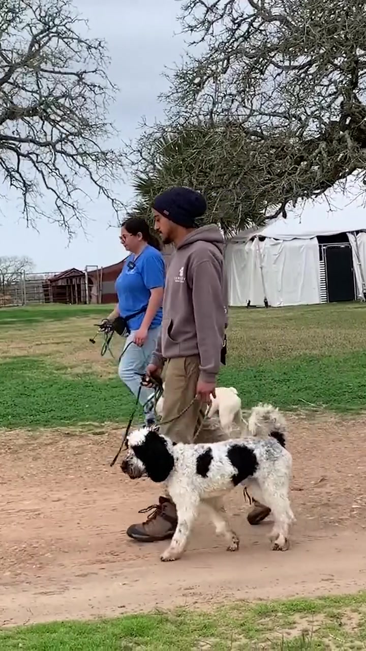 Train All Your Dogs