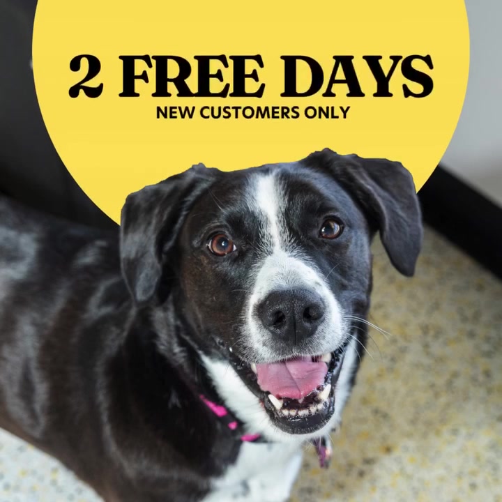Two free days of dog daycare