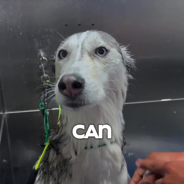 Night & Weekend Pet Grooming