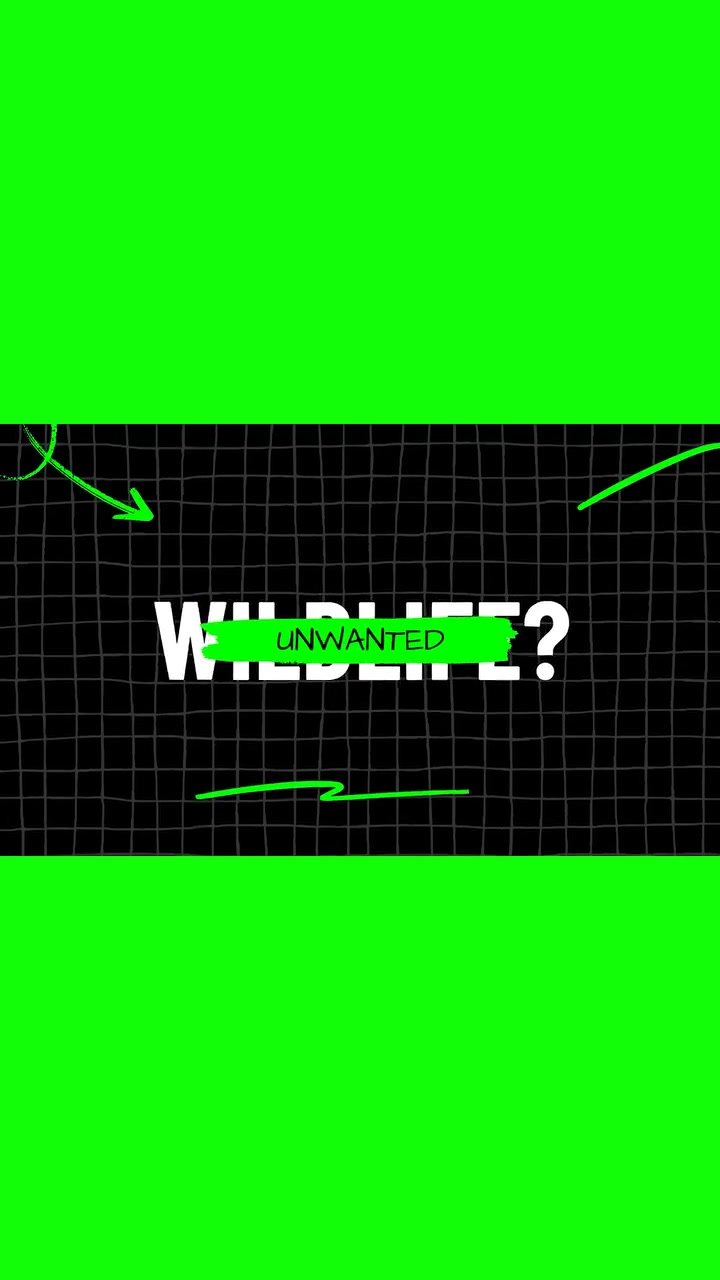 🐿️ Humane Wildlife Removal