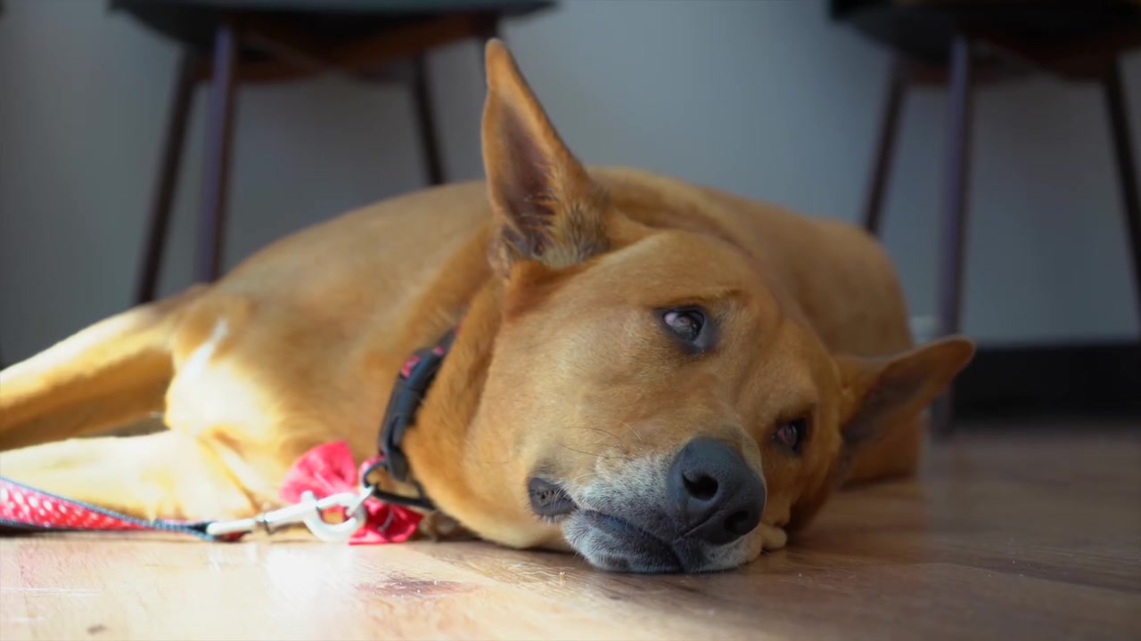 Veterinarian in The Woodlands, TX | True Animal Vet