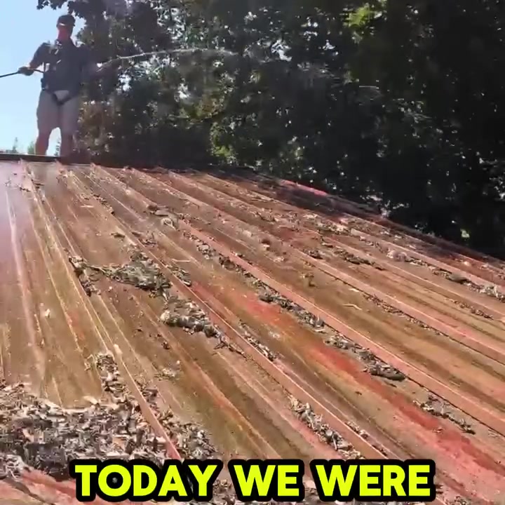 $100 OFF Roof & Gutter Cleaning