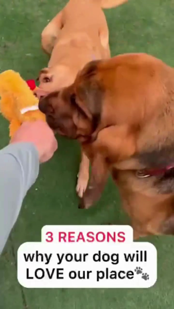 Where Dogs Come to Play, Stay & Be Spoiled 🐶✨