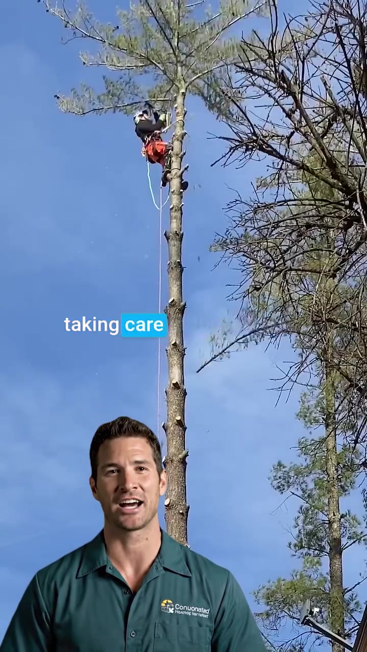 Tree Removal: Starting at $249