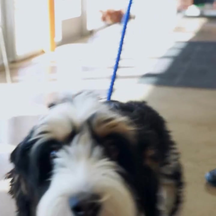 Petbar Boutique - Alliance