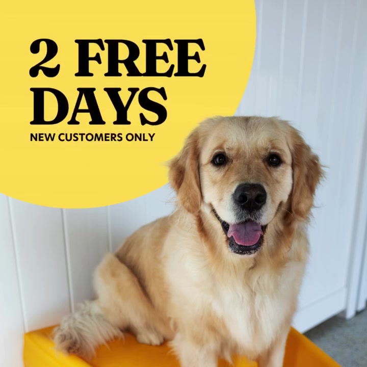 Two free days of dog daycare