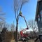 Xcel Tree Service LLC